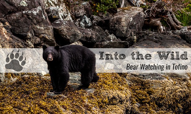 Into the Wild – Bear Watching in Tofino